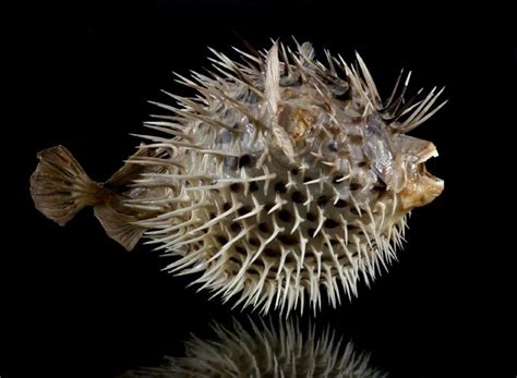 Puffer Fish Sea Creatures Creatures Cabinet Of Curiosities
