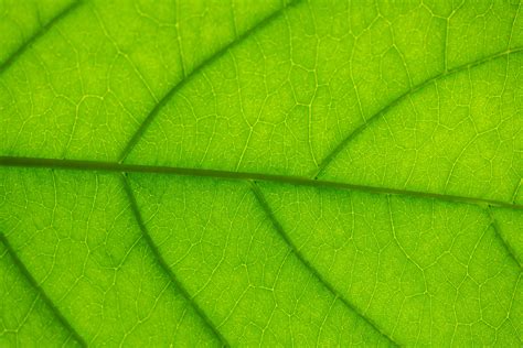 Textured Background Of Bright Green Leaf With Veins · Free Stock Photo