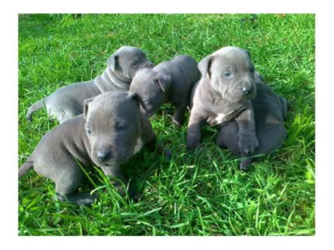 Ein hundewelpe durchläuft ab der geburt mehrere soziale entwicklungsphasen. Hunde - Rassehunde - Pit Bull Tieranzeigen