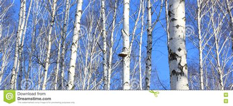 Beautiful Landscape With White Birches Stock Image Image Of Black