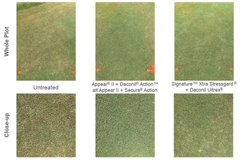 Protect Your Bermudagrass Greens Now To Maximize Spring Quality
