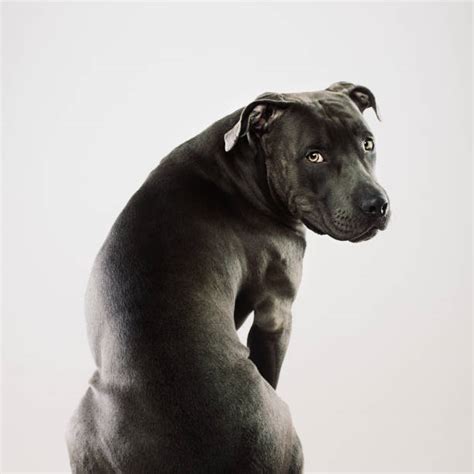 Dog From Behind Stock Photos Pictures And Royalty Free Images Istock