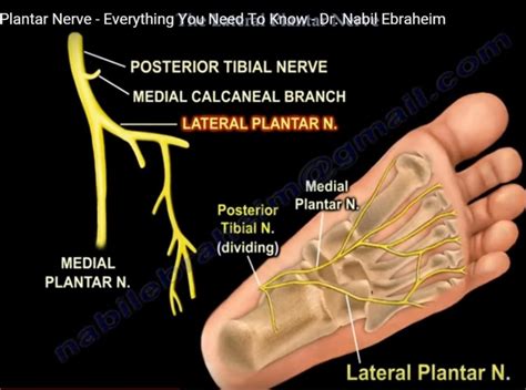 Anatomy Of Lateral Plantar Nerve Orthopaedicprinciples Com