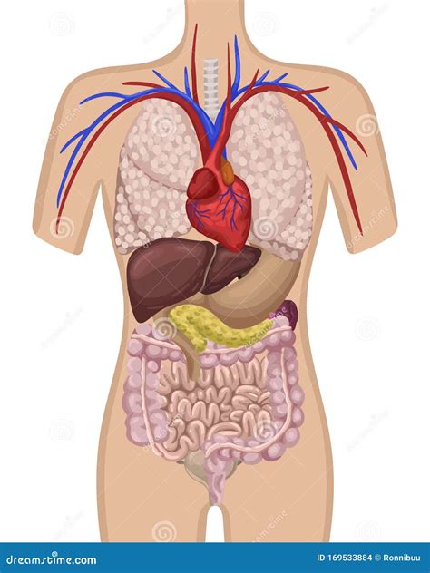 Órganos Del Cuerpo Humano La Ubicación De Los órganos Internos En El