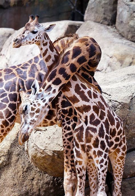 Two Beautiful Giraffes Hugging With Their Necks Giraffe Animals