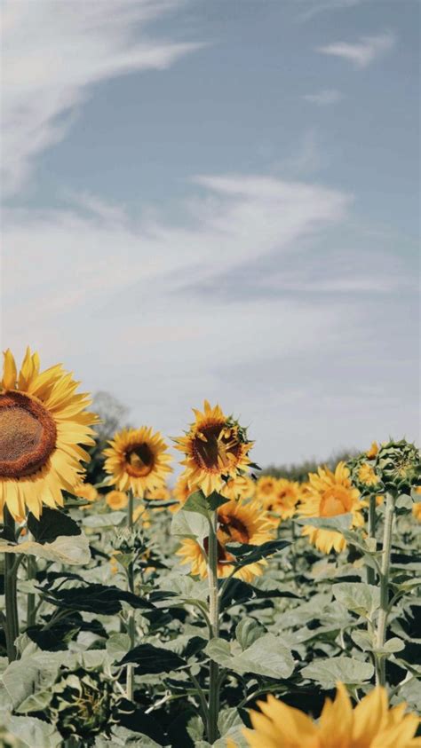 Aesthetic Sunflower Field Wallpapers Wallpaper Cave