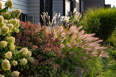Foundation Plants 16 Shrubs And Plants For The Front Of Your House