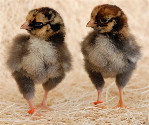 Golden Laced Wyandotte Chickens For Sale Chickens For Backyards