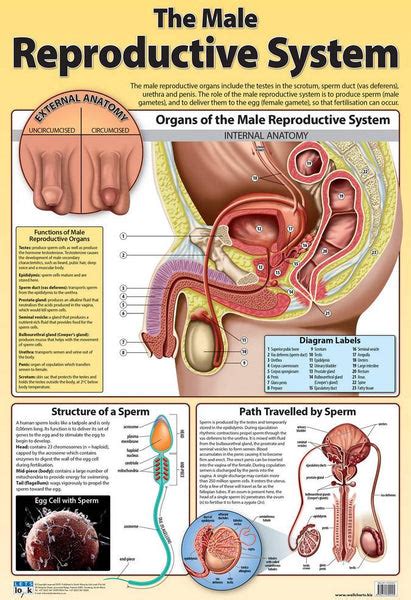 Chart Male Reproductive System Rutland Industries