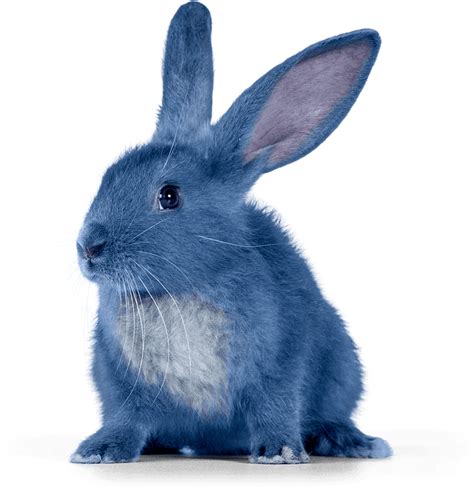 Best 25 Blue Bunny Ice Cream Ideas On Pinterest Blue Bunny Iowa And