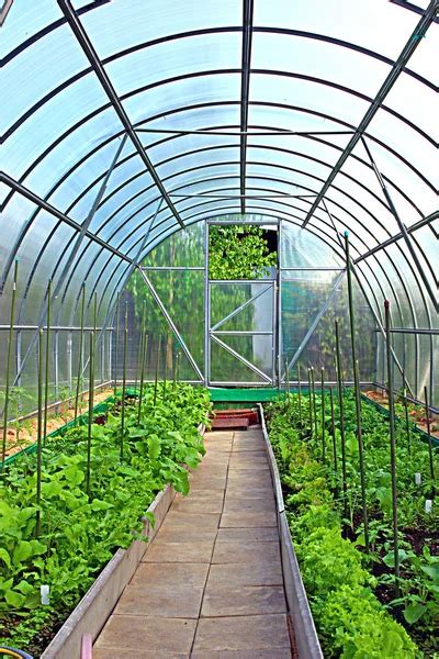 Growing Vegetables In Greenhouses — Stock Photo © Kingan77 69567729