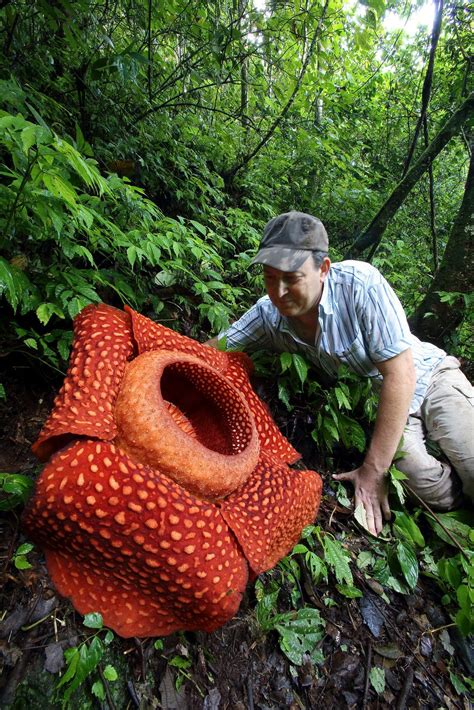 Biggest Flower In The World Rafflesia Arnoldii Karlene Roby