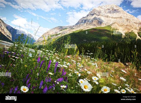 Field Of Daisies And Wild Flowers With Rocky Mountains In Background