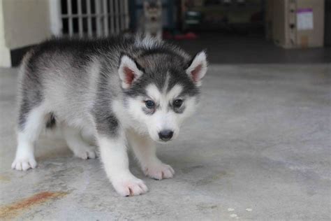 Siberian husky puppies for sale and dogs for adoption in indiana, in. LovelyPuppy: Female Siberian Husky Puppy(Grey/White)