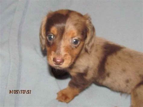 Dachshund puppies michigan breeder exotic pet store austin. Dachshund Puppies For Sale Michigan | PETSIDI