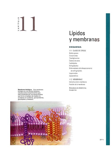 Mckee Bioquimica Lipidos O 1 Q U Membrana Biológica Una