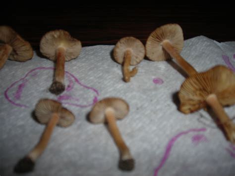 Id Request 2 Types Of Michigan Mushrooms Mushroom