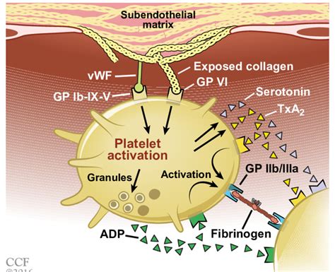 Platelet Aggregation Diagram