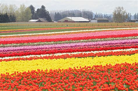 Tulip Festival Mount Vernon Washington Flickr Photo Sharing