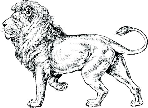 Realistic Lion Coloring Pages At Free Printable