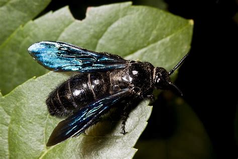 Blue Winged Wasp By Colin Ewington Redbubble
