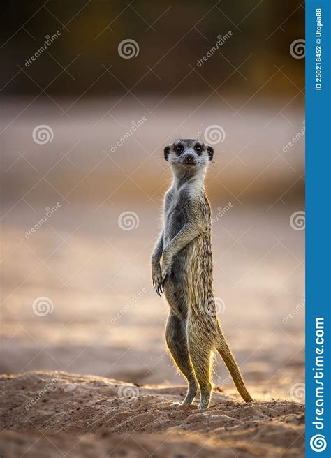 Meerkat In Kgalagari Transfrontier Park South Africa Stock Photo