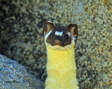 One Morning Long Tailed Weasel Mustela Frenata Moss Lan Flickr