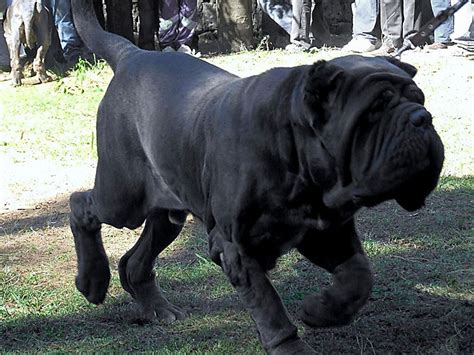 List Of Mastiff Dog Breeds