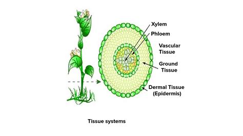 Plant Tissue Vascular