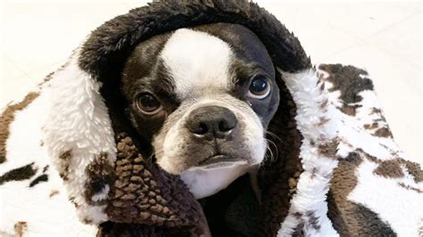 Boston Terriers Are Awesome Funny And Cute Boston Terrier Videos 2020