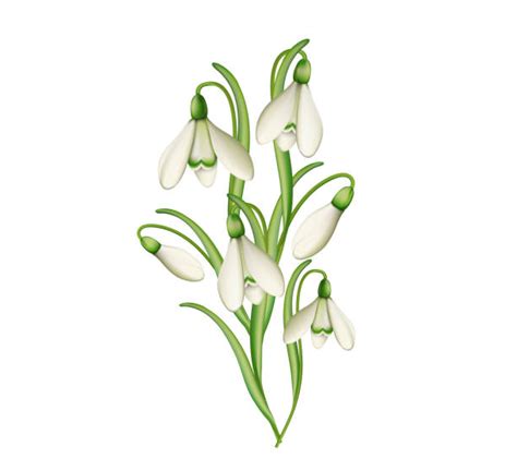 Snowdrop Illustrations Royalty Free Vector Graphics And Clip Art Istock