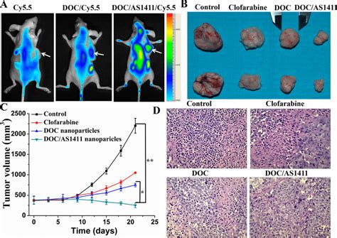 A In Vivo Fluorescence Imaging Of The Tumor Bearing Nude Mice After