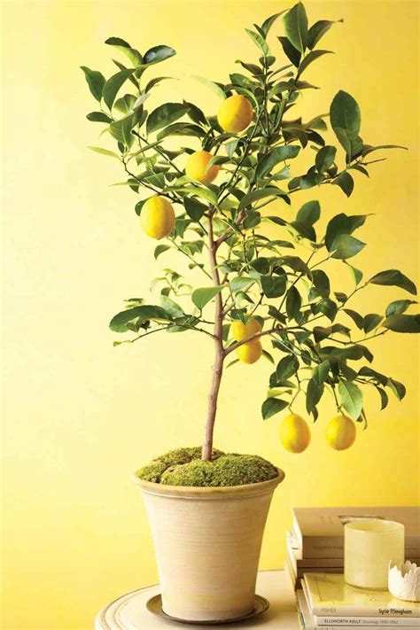 The Indoor Plant Everyone Is Talking About This Spring Indoor Lemon
