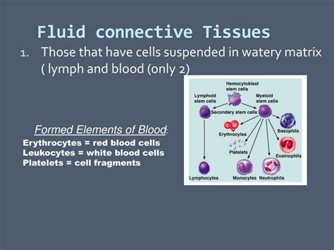 Ppt About Connective Tissue Powerpoint Presentation Free