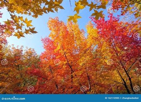 Autumnal Maple Tree Stock Image Image Of Nature Natural 162110985