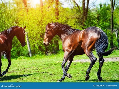 Horse Run Gallop In Meadow Stock Image Image Of Galloping 156016261