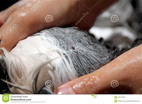 Ticks On A Dog Head Stock Photo Image Of Canine Cleaning 32341538