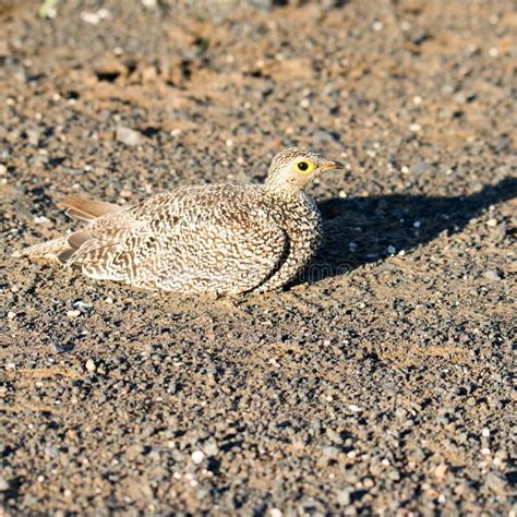 Kruger National Park Double Banded Sandgrouse Female Stock Image
