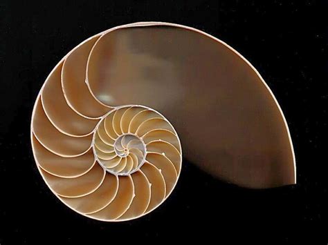 Chambered Nautilus Leonardo Fibonacci Fibonacci Art Fibonacci