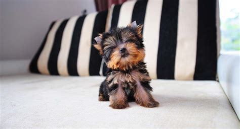 Check spelling or type a new query. Teacup Yorkie : Pictures, Feeding, Diseases, Vaccination, Grooming