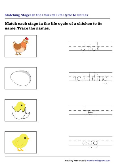 Matching Stages In The Chicken Life Cycle To Names Worksheet