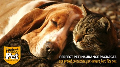 Latest healthy paws pet insurance reviews suggest illnesses, accidents, genetic conditions, and emergency care coverage, as well as fast and easy claim process. New Pet Insurance Is The Perfect Choice - SWNS