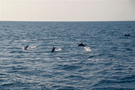 Dolphin cruise, dolphin safari is one of the must do activity in maldives. Maldives Sunset Dolphin Cruise (w/ Price) - Samudra Maldives