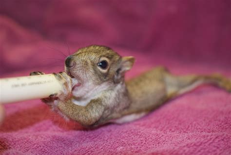 A Eastern Grey Squirrel Baby Having Breakfast Eastern Gray Squirrel