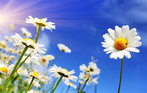Wallpaper The Sky The Sun Flowers Chamomile Spring Spring Images