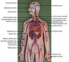 Veins carry blood toward the heart. Vascular System Models - Arteries, Veins, Blood Cells ...