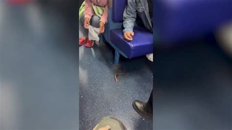 Escaped Eel Slithers Across Train Coach Amid Amused Passengers In