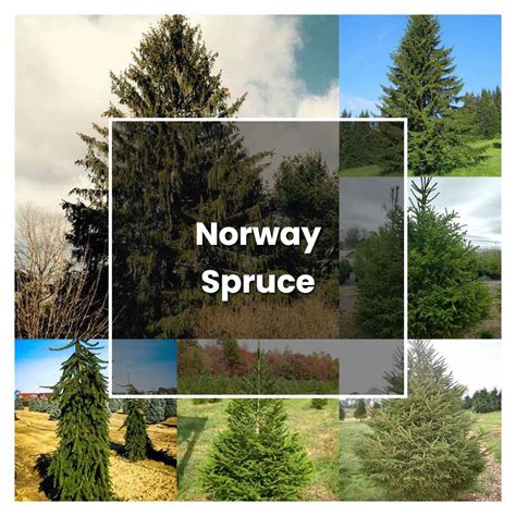 How To Grow Norway Spruce Plant Care And Tips Norwichgardener