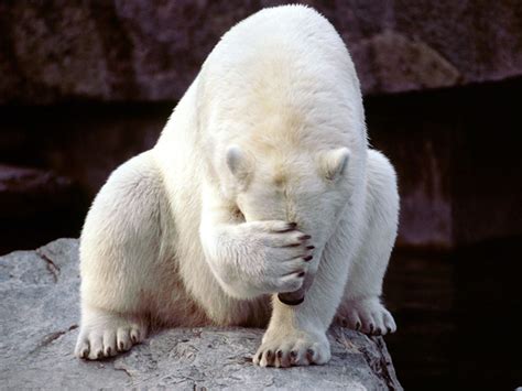 Download and use 50,000+ funny animals stock photos for free. Funny animals