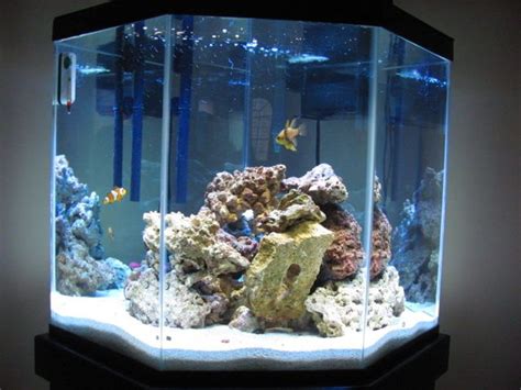 Most Beautiful Saltwater Fish Tanks 2010
